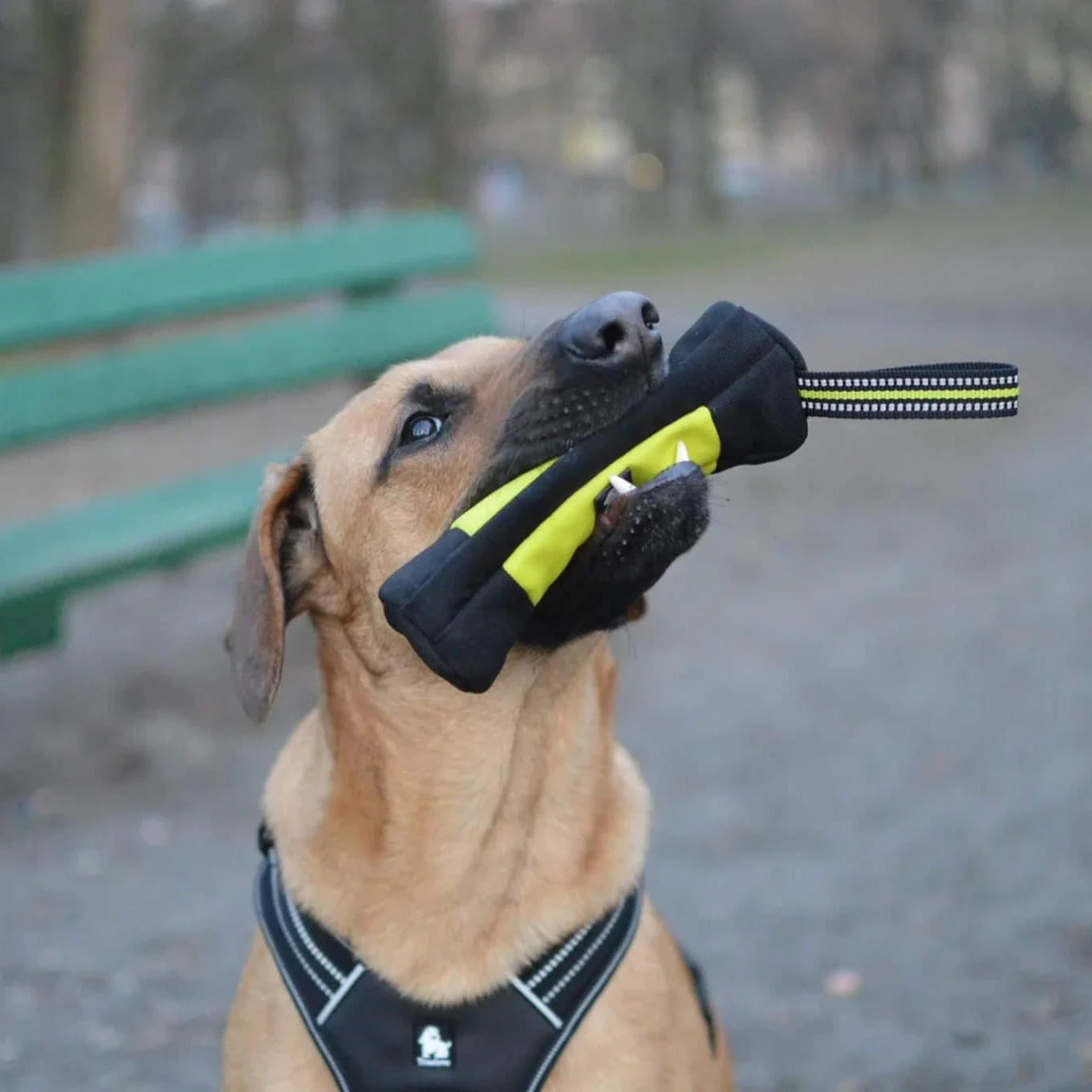 Truelove Dog Training Retrieve - Food Pouch Reusable review and price